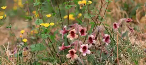 Rehmannia Extract Powder for Immune System Support