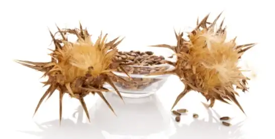The Science Behind Milk Thistle Extract 80% Silymarin and Liver Health