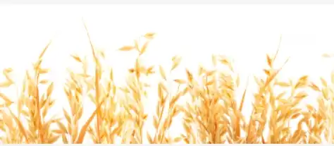Oat Straw Extract Powder: A Natural Remedy for Anxiety