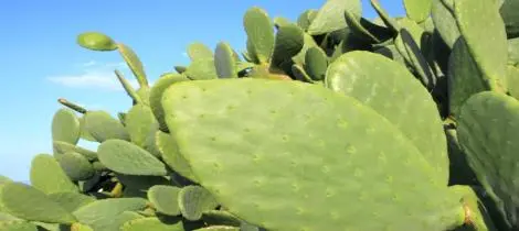 Is cactus extract good for health?