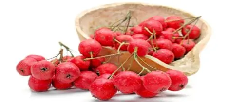 Who Should Not Take Hawthorn Extract?