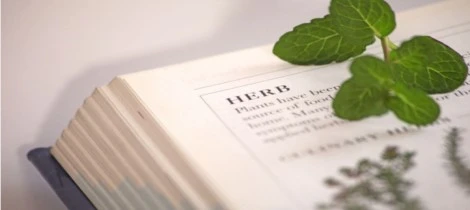 How Bitter Bark Extract Boosts Digestion and Metabolism?