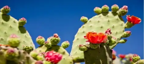 Can you eat cactus extract?