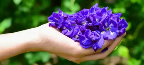 How to use butterfly pea flower powder?