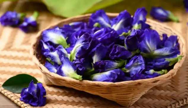 What is butterfly pea flower powder?