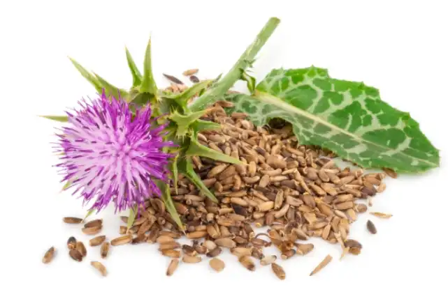 Is Thistle Good for Your Liver?